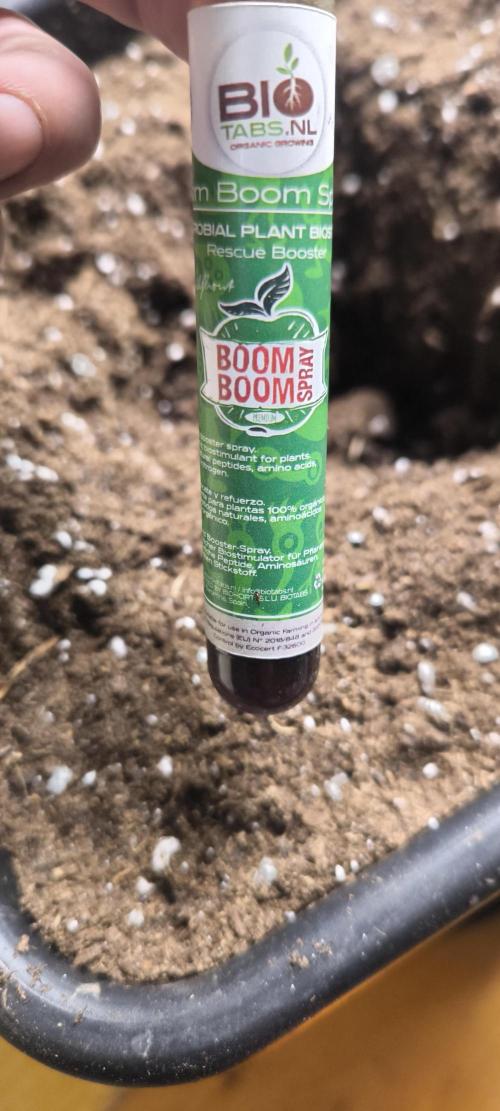 Sunday Punch Early Version. Week 3 - nach dem umpflanzen eine brise