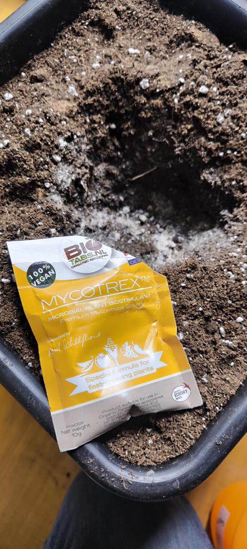 Sunday Punch Early Version. Week 3 - für die wurzeln