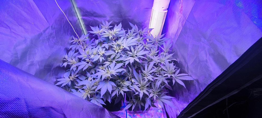 Gorilla Skittlez,Girl scout  Cookies. Week 5 - BT:4