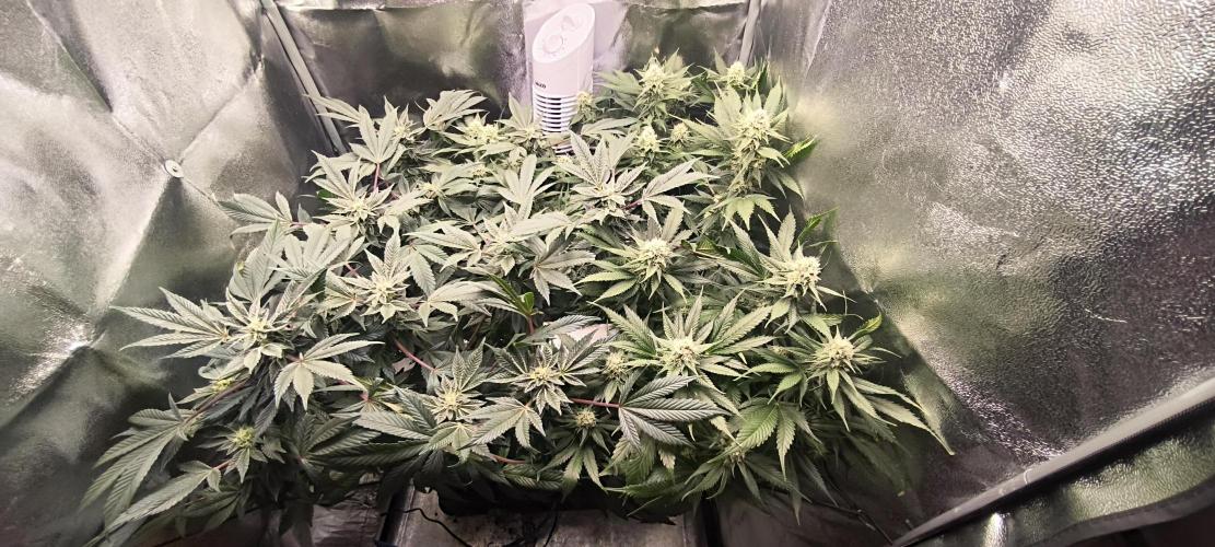 Bruce Banner,Gorilla Skittlez. Week 5 - BT:32