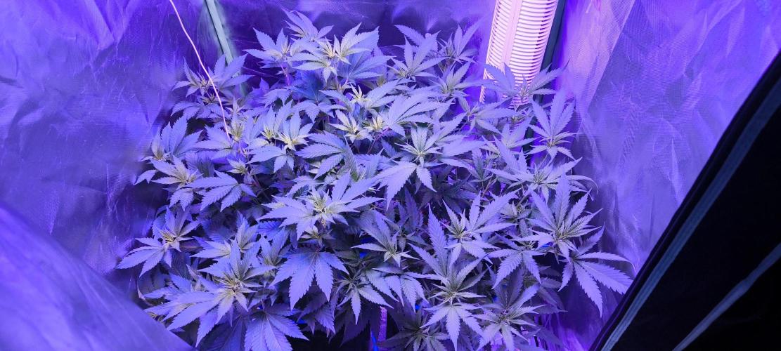 Gorilla Skittlez,Girl scout  Cookies. Week 5 - BT:5