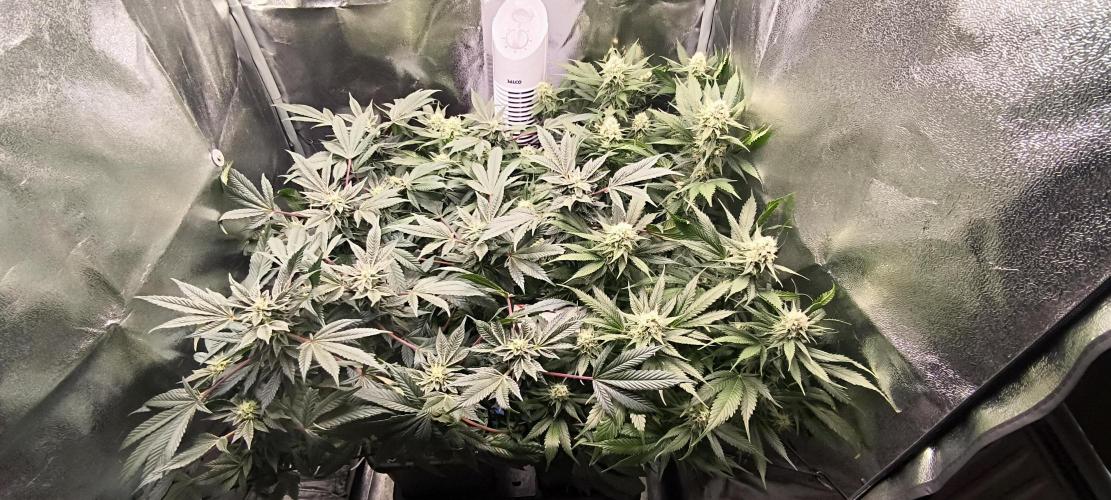 Bruce Banner,Gorilla Skittlez. Week 5 - BT:33