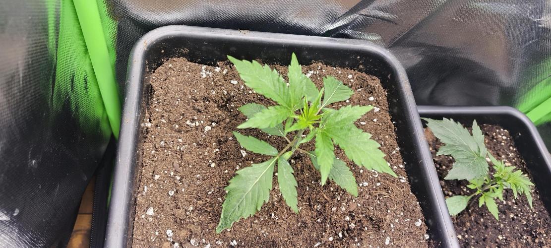 Sunday Punch Early Version. Week 3 - Tag:18