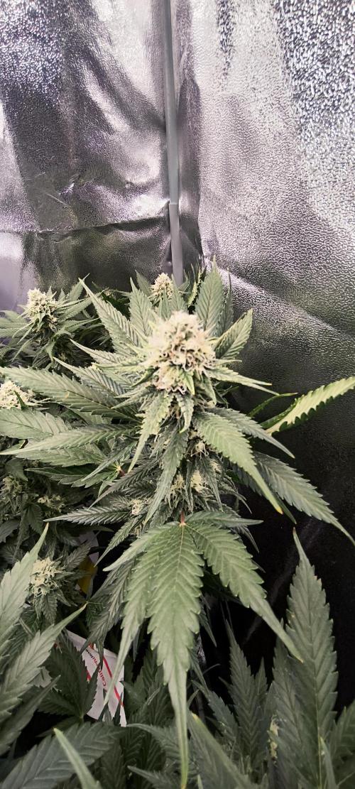 Bruce Banner,Gorilla Skittlez. Week 5 - BT:34