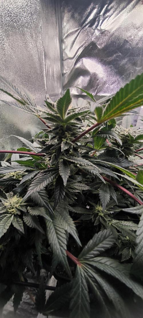 Bruce Banner,Gorilla Skittlez. Week 5 - BT:34