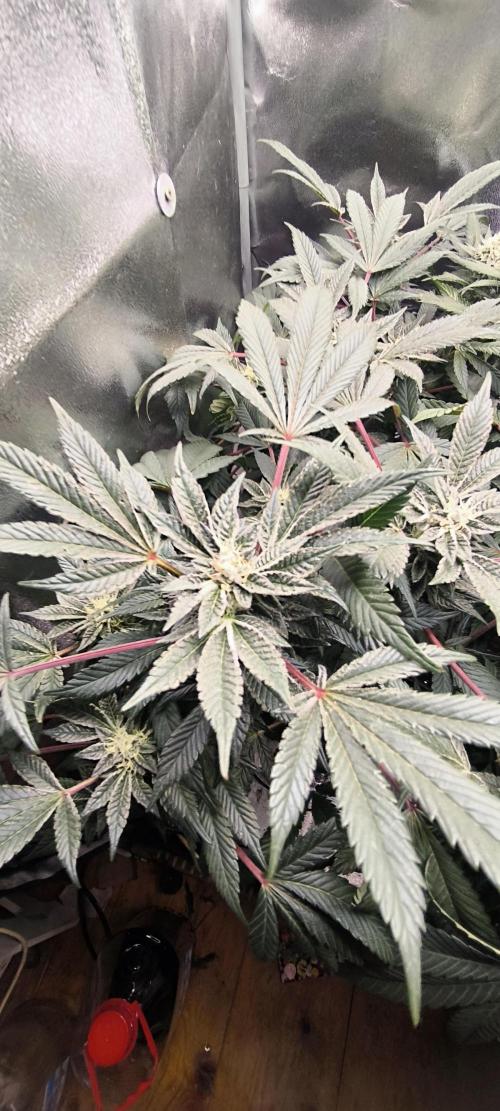 Bruce Banner,Gorilla Skittlez. Week 5 - BT:34