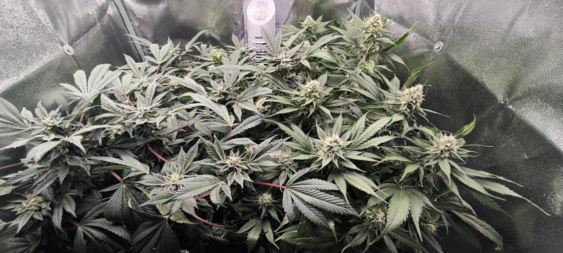 Bruce Banner,Gorilla Skittlez. Week 5 - BT:34