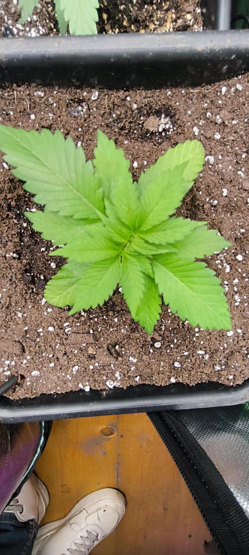 Sunday Punch Early Version. Week 3 - Tag:19