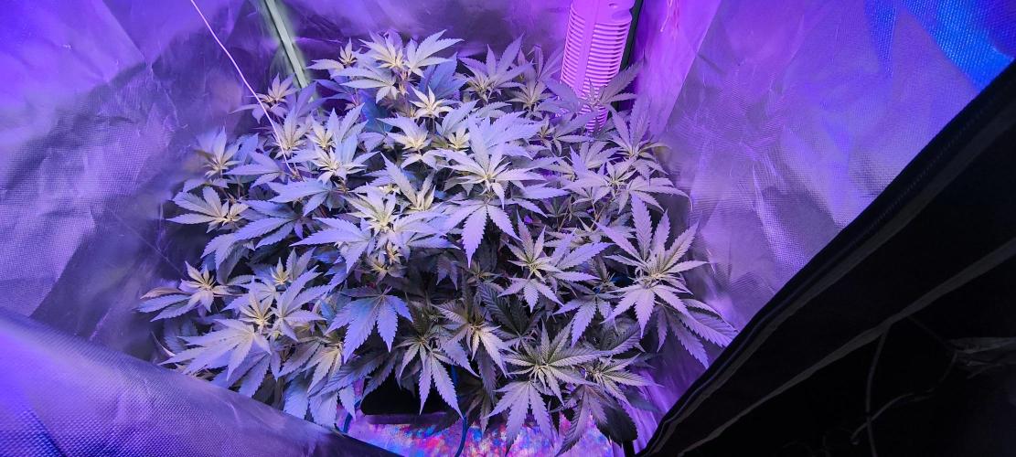 Gorilla Skittlez,Girl scout  Cookies. Week 5 - BT:6