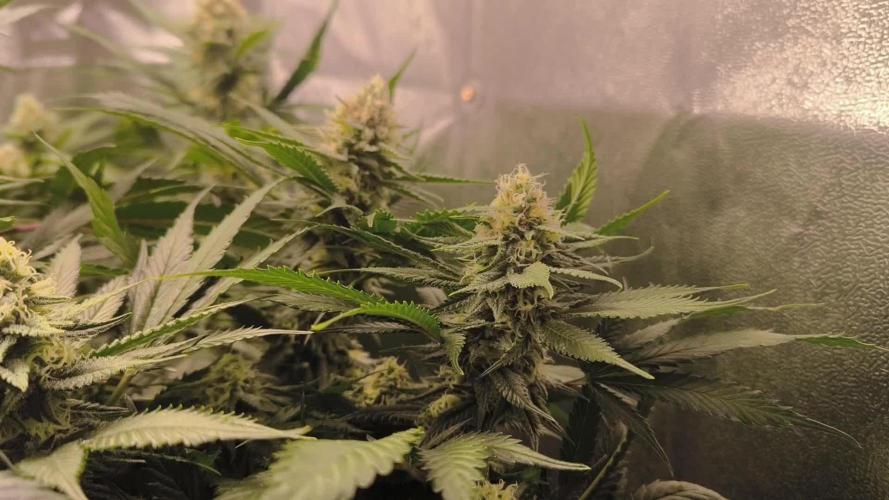 Bruce Banner,Gorilla Skittlez