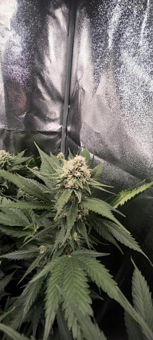 Bruce Banner,Gorilla Skittlez. Week 5 - BT:35