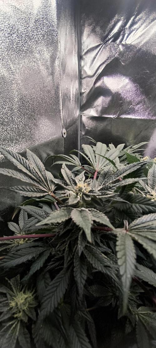 Bruce Banner,Gorilla Skittlez. Week 5 - BT:35