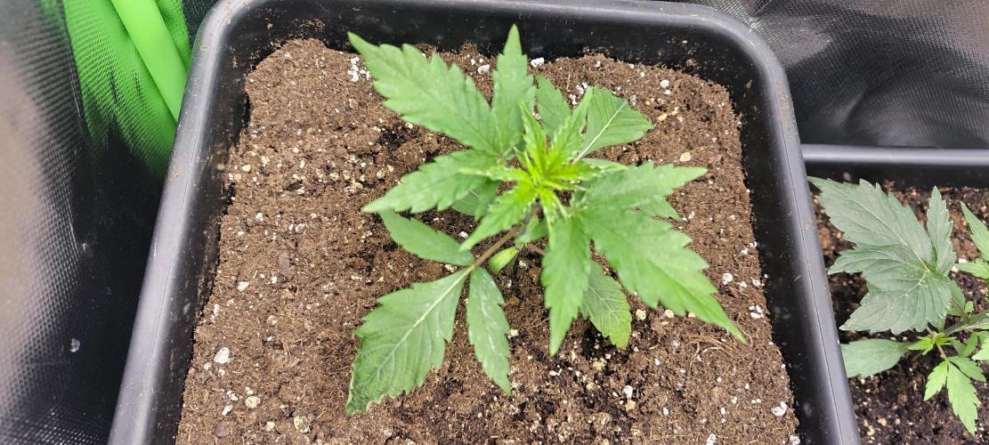 Sunday Punch Early Version. Week 3 - Tag:20