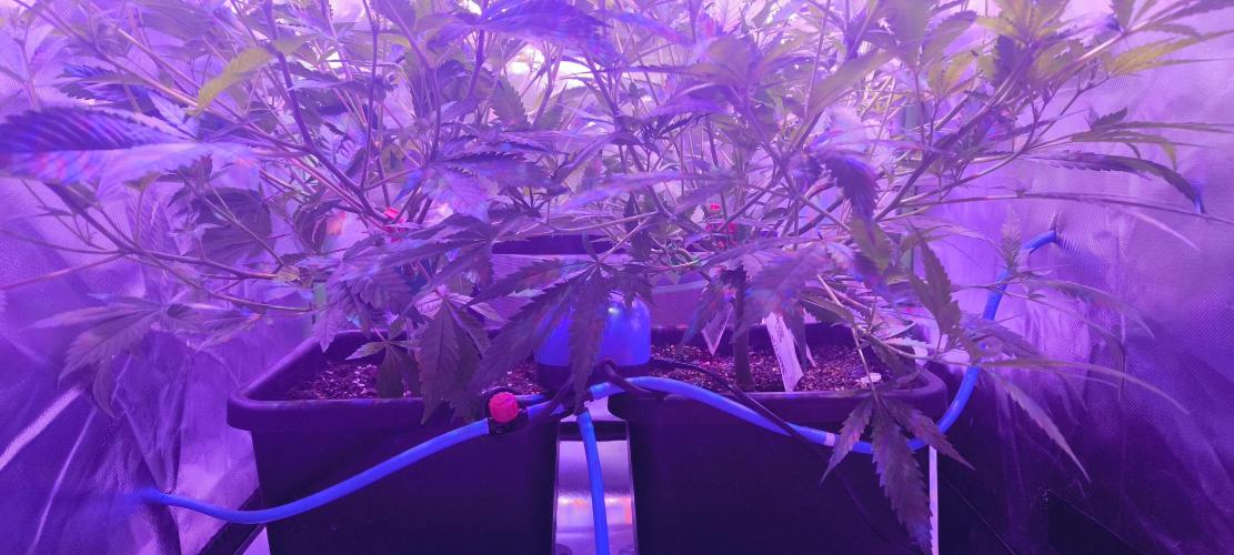 Gorilla Skittlez,Girl scout  Cookies. Week 5 - BT:7