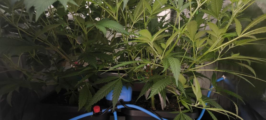 Gorilla Skittlez,Girl scout  Cookies. Week 5 - BT:7