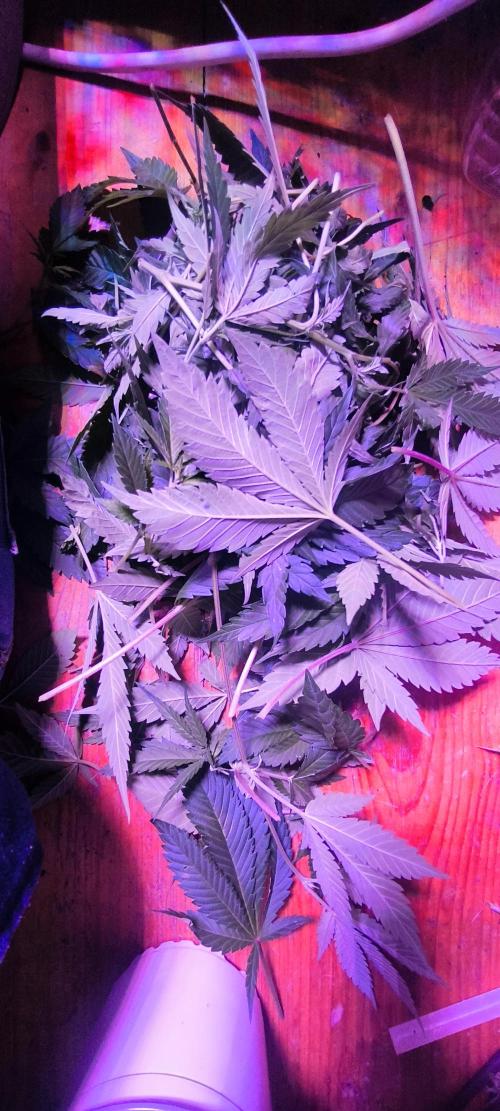 Gorilla Skittlez,Girl scout  Cookies. Week 5 - BT:7