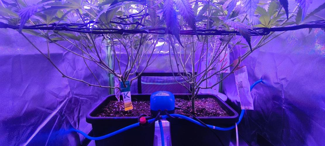 Gorilla Skittlez,Girl scout  Cookies. Week 5 - BT:7