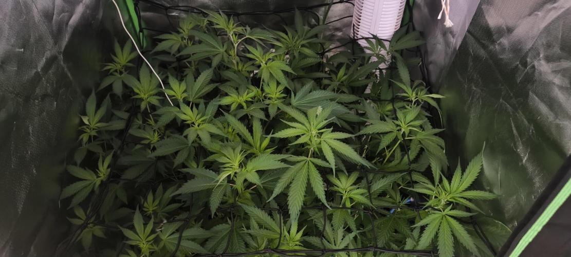 Gorilla Skittlez,Girl scout  Cookies. Week 5 - BT:7