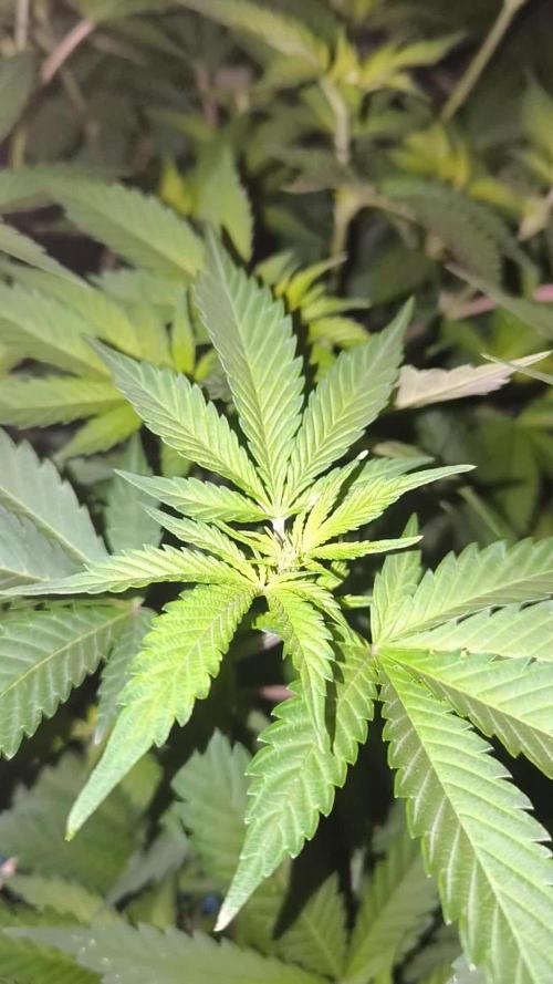 Gorilla Skittlez,Girl scout  Cookies