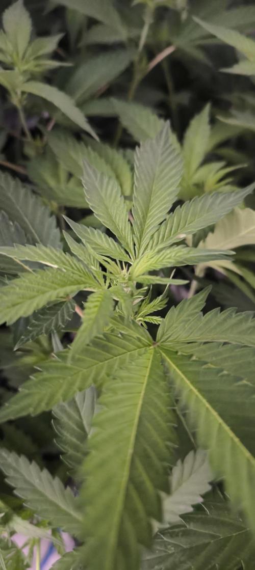 Gorilla Skittlez,Girl scout  Cookies. Week 5 - BT:7