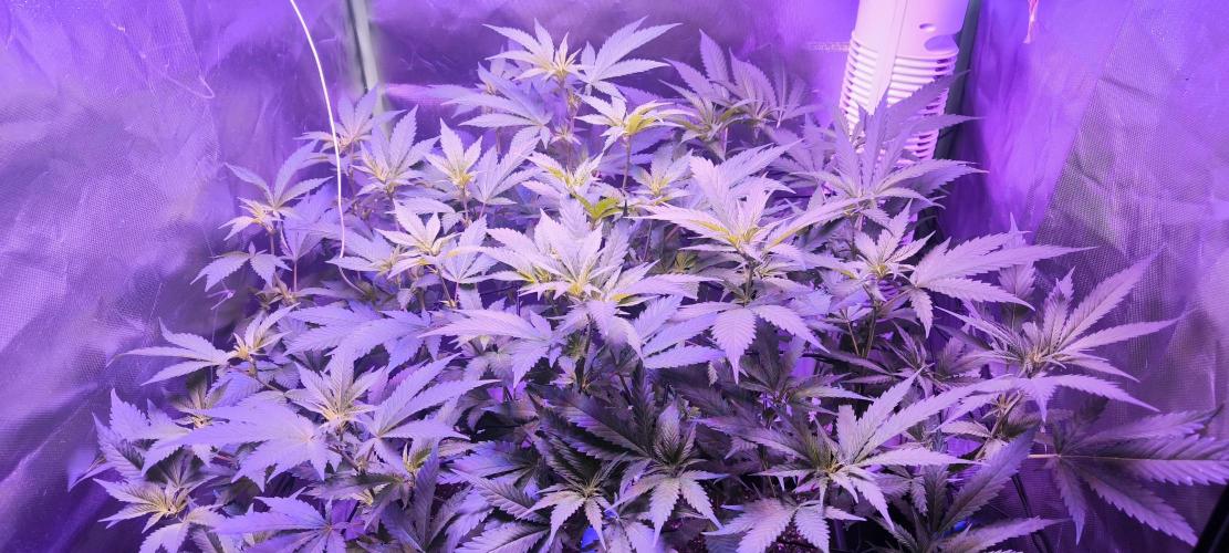 Gorilla Skittlez,Girl scout  Cookies. Week 6 - BT:8