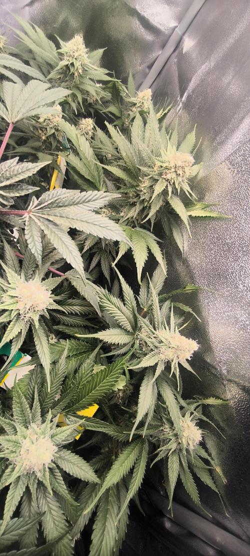 Bruce Banner,Gorilla Skittlez. Week 6 - BT:36