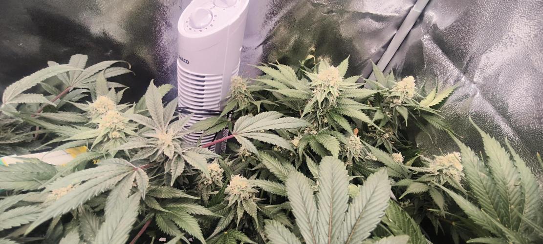 Bruce Banner,Gorilla Skittlez. Week 6 - BT:36