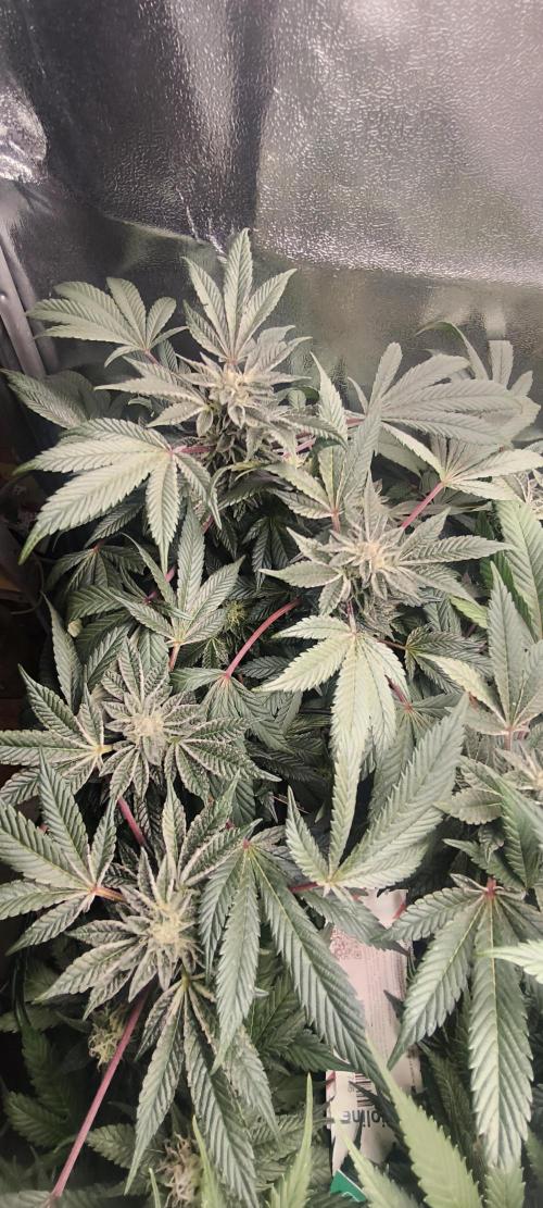 Bruce Banner,Gorilla Skittlez. Week 6 - BT:36