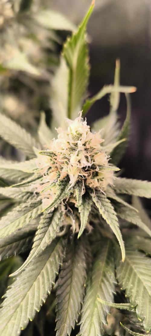 Bruce Banner,Gorilla Skittlez. Week 6 - BT:37