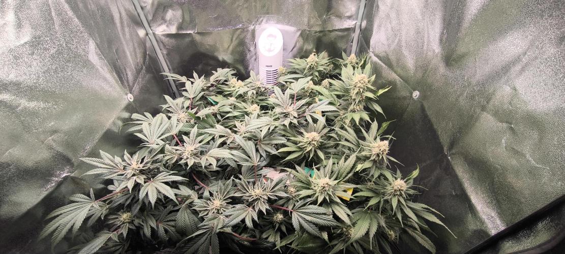 Bruce Banner,Gorilla Skittlez. Week 6 - BT:37