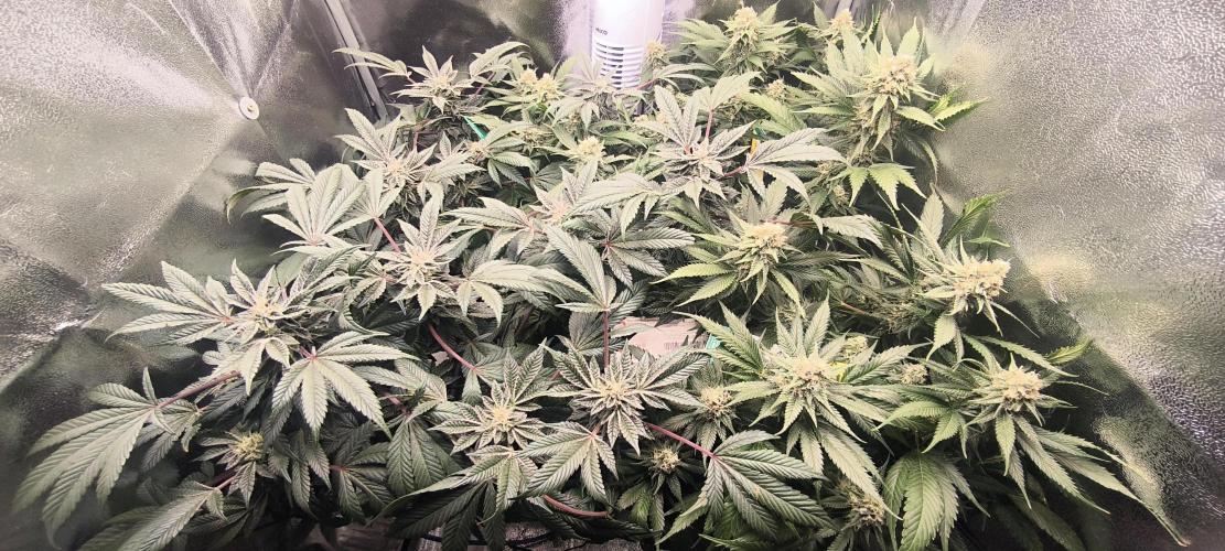 Bruce Banner,Gorilla Skittlez. Week 6 - BT:38