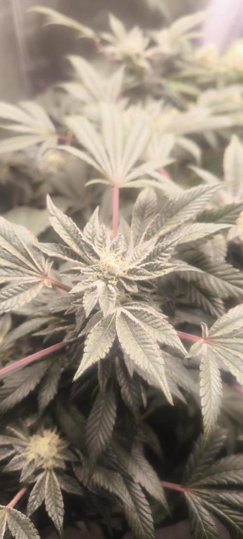 Bruce Banner,Gorilla Skittlez. Week 6 - BT:38