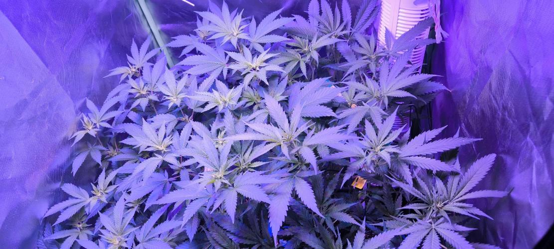 Gorilla Skittlez,Girl scout  Cookies. Week 6 - BT:9