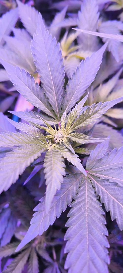 Gorilla Skittlez,Girl scout  Cookies. Week 6 - BT:9