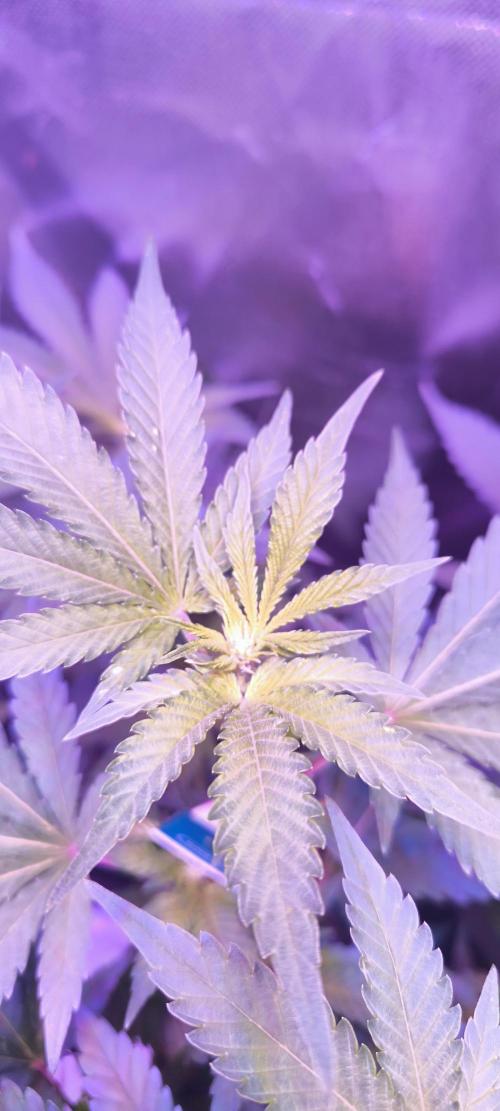 Gorilla Skittlez,Girl scout  Cookies. Week 6 - BT:9