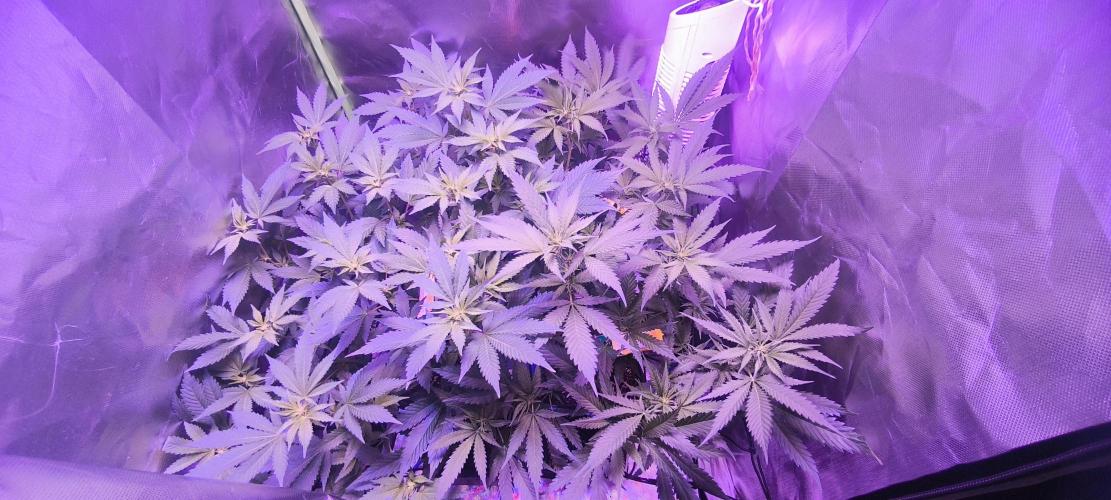 Gorilla Skittlez,Girl scout  Cookies. Week 6 - BT:10