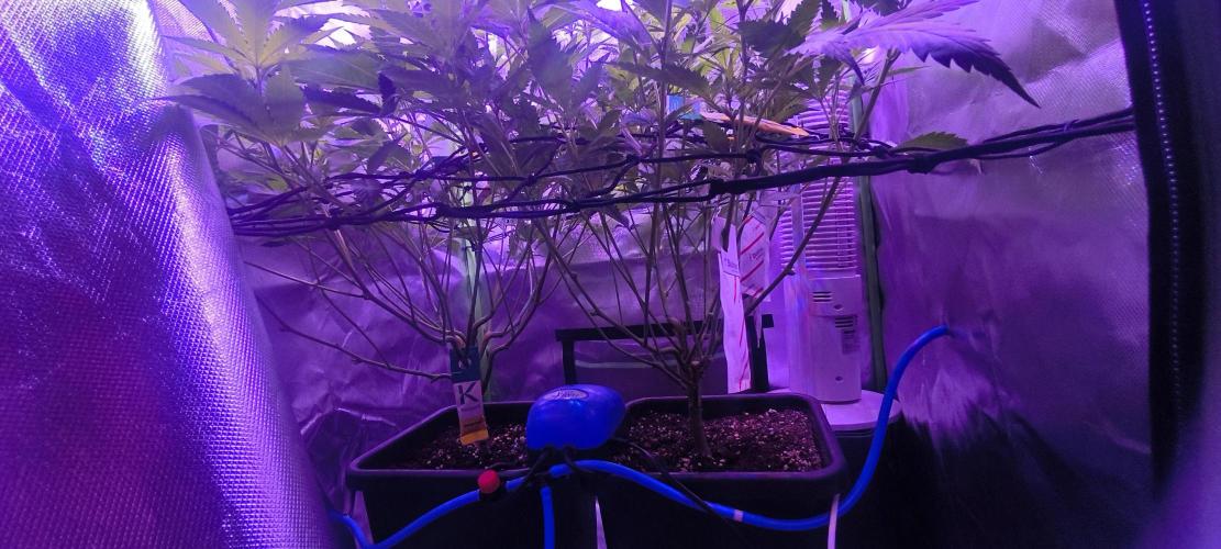 Gorilla Skittlez,Girl scout  Cookies. Week 6 - BT:10