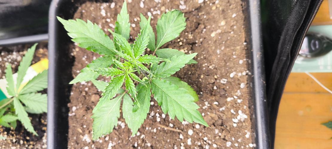 Sunday Punch Early Version. Week 3 - Tag:21