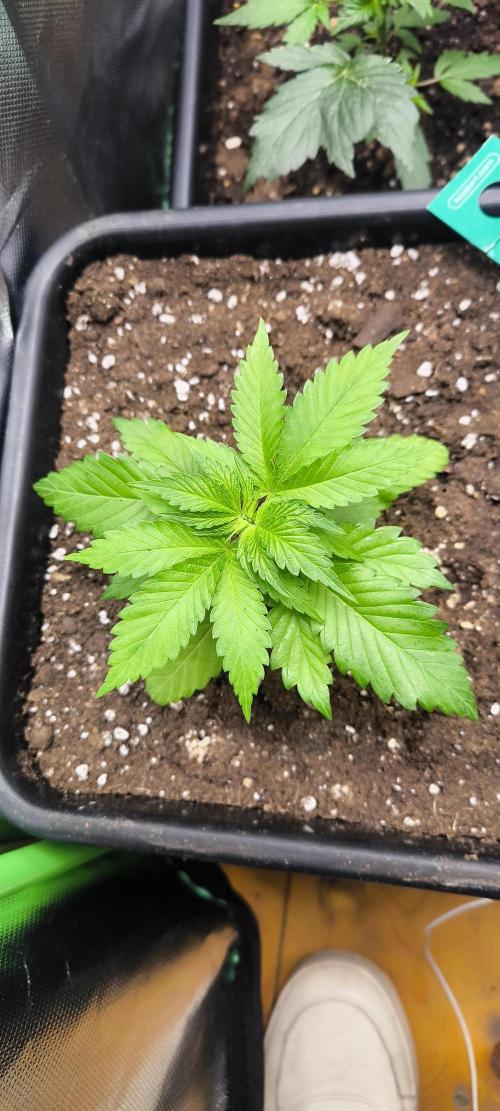 Sunday Punch Early Version. Week 3 - Tag:21