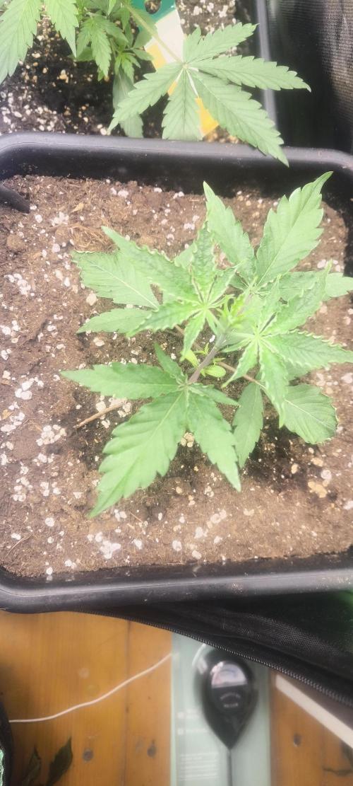 Sunday Punch Early Version. Week 4 - Tag:22