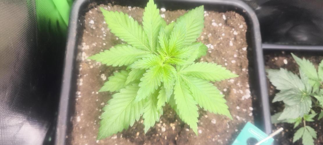 Sunday Punch Early Version. Week 4 - Tag:22