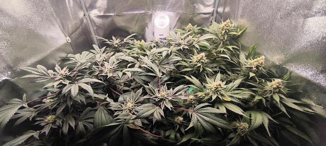 Bruce Banner,Gorilla Skittlez. Week 6 - BT:39