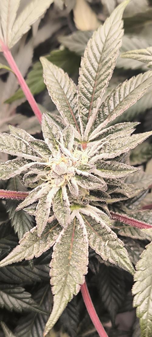 Bruce Banner,Gorilla Skittlez. Week 6 - BT:40