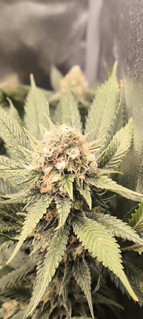 Bruce Banner,Gorilla Skittlez. Week 6 - BT:40