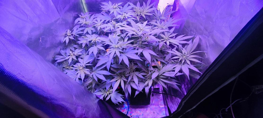 Gorilla Skittlez,Girl scout  Cookies. Week 6 - BT:11