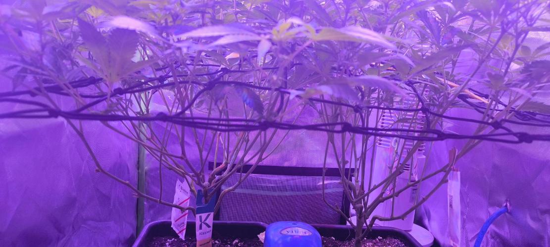 Gorilla Skittlez,Girl scout  Cookies. Week 6 - BT:12