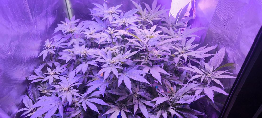 Gorilla Skittlez,Girl scout  Cookies. Week 6 - BT:12