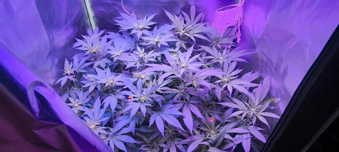 Gorilla Skittlez,Girl scout  Cookies. Week 6 - BT:13