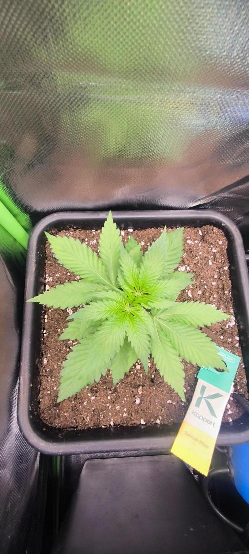 Sunday Punch Early Version. Week 4 - Tag:23