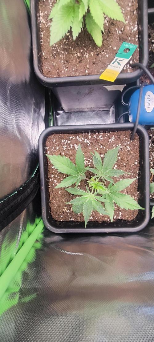 Sunday Punch Early Version. Week 4 - Tag:23